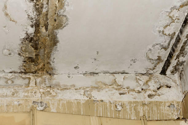 Best Mold Remediation for Healthcare Facilities  in Long Valley, NJ